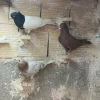 دسته ماده رنگی