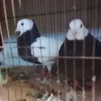 کبوتر کبوتر طوقی|پرنده|آمل, |دیوار