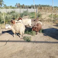 گوسفند|حیوانات مزرعه|نرماشیر, |دیوار