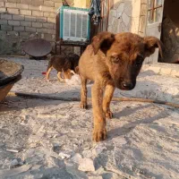 توله مالینویز وژرمن