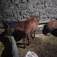 با سلام اسب دایچا شش ماهه|اسب و تجهیزات اسب‌سواری|سراب, |دیوار