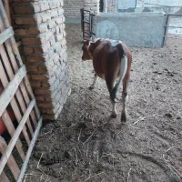 فروش دو راس گوساله محلی پروار شده