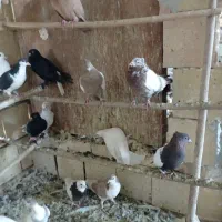 کبوتر سینه ای تبریزی رواعب پلاکی