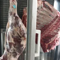گوشت گوساله و کهره و بره و شتر و شترمرغ تازه|خوردنی و آشامیدنی|برازجان, |دیوار