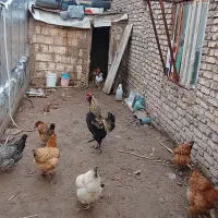 خروس صابونی