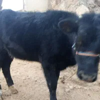 گوساله ماده هلندی