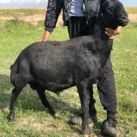 قوچ مو سیم بی گوش