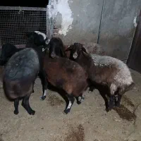 میش چاق کشتاری|حیوانات مزرعه|شیروان (لرستان), |دیوار