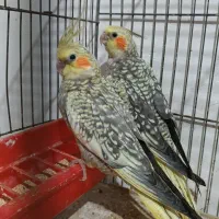 فروش جوجه عروس نر