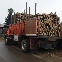 خریدار چوب باغی و جنگلی با بهترین قیمت|خدمات باغبانی و درختکاری|تنکابن, |دیوار