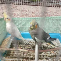 جفت عروس هلندی هر دو ۱۵۰۰۰۰۰ تومان ،