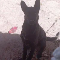 سیاتوله(مالینویز بلک)