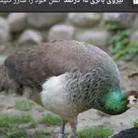 طاوس گم  شده