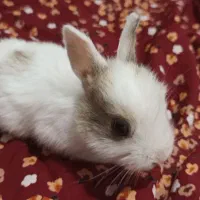 شش بچه خرگوش بیست روزه به همراه مادرشون.