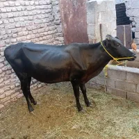 گاو اوست