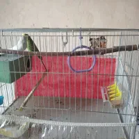 نرو ماده مرغ عشق|پرنده|مریوان, |دیوار