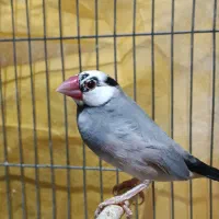 فنچ نرگسی معاوضه با قناری ماده یا جوجه قناری