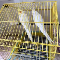 عروس هلندی نر