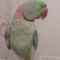 شاه‌طوطی نر