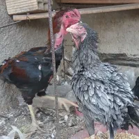 جوجه لاری اصل دانگ بالا|حیوانات مزرعه|شیراز, پانصد دستگاه ارتش|دیوار
