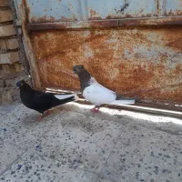 ماده|پرنده|آبادان, |دیوار