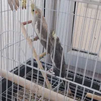 جفت عروس هلندی خانگی