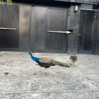 یک جفت  طاووس نر و ماده هندی بسیار زیبا