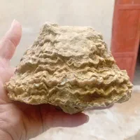 فروش ویژه فسیل پنجه پری