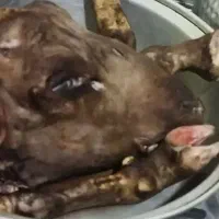 کله پاچه گوسفند با سیرابی