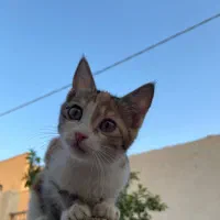 واگذاری رایگان بچه گربه خانگی|گربه|اشکذر, |دیوار