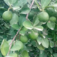 لیمو تازه درجه یک