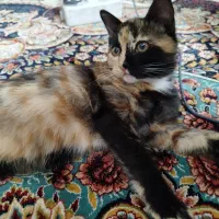 وگذاری رایگان گربه