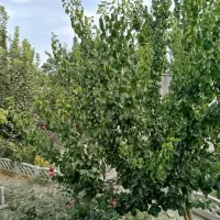 ۲۳۸ متر کلنگی موقعیت تجاری