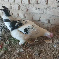 مرغ گلین|حیوانات مزرعه|برخوار, |دیوار