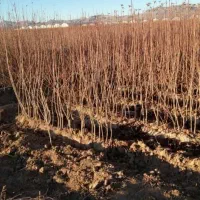 فروش انواع نهال اصلاح شده بادام پیوندی وگردو|خدمات باغبانی و درختکاری|زاینده رود, |دیوار