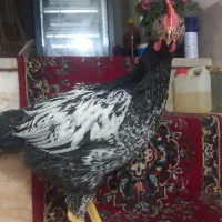براکول