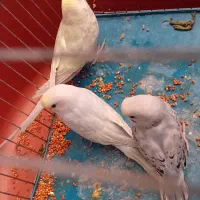 ۳ مرغ عشق رینبو