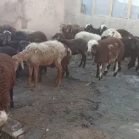 سی راس بره نر و ماده|حیوانات مزرعه|کرمانشاه, |دیوار