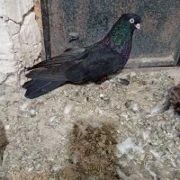 یه نره سیاه|پرنده|میاندوآب, |دیوار