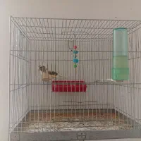 قناری نر بخون