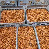 گوییژدرجه۱تازه بار....زالزالک خوشمزه|خوردنی و آشامیدنی|سقز, |دیوار