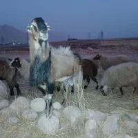 ساورین شکار(شیکا)