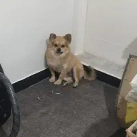 سگ پامر|سگ|ماهدشت, |دیوار