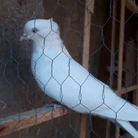 سفید اراکی|پرنده|چهاردانگه (تهران), |دیوار