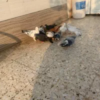 کبوتر فروشی