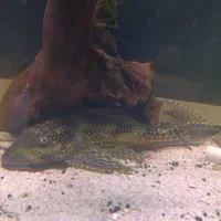 ماهی لجن خوار کت اسپرت گربه ماهی