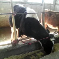 گاو ماده سیمینتال 5ماه حامله