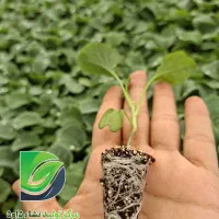 نشا انواع کاهو کلم بادمجان گوجه|گل و گیاه طبیعی|دزفول, |دیوار