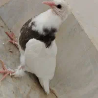 جوجه طوقی