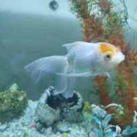 آکواریوم|ماهی|نورآباد, |دیوار